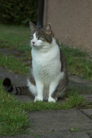 pet-sitting-640x480-22612445.jpeg