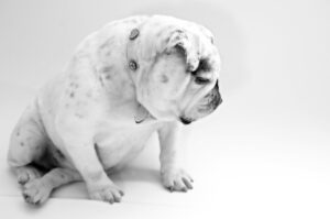 pet-sitting-640x480-26167254.jpeg