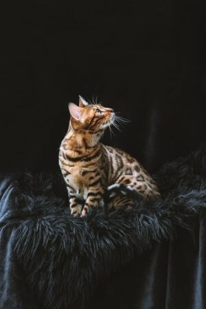 pet-sitting-640x480-33861341.jpeg