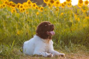 pet-sitting-640x480-35890990.jpeg