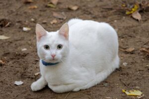 pet-sitting-640x480-41913368.jpeg
