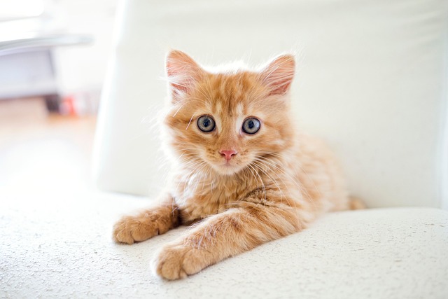 Pet Sitting