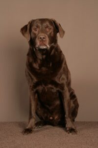 pet-sitting-640x480-61546754.jpeg