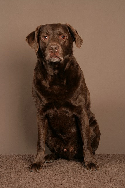 pet-sitting-640x480-61546754.jpeg