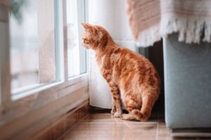 pet-sitting-640x480-76093492.jpeg