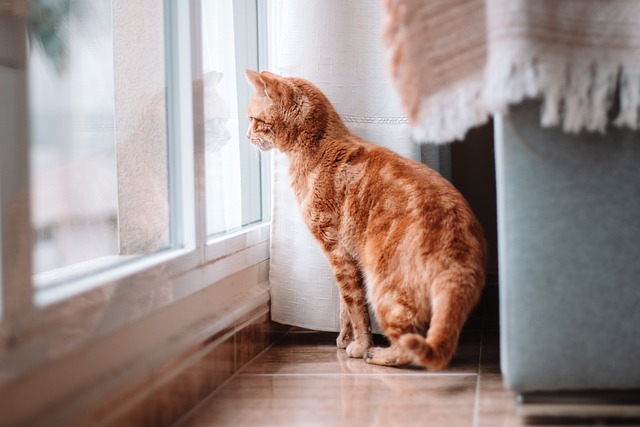 pet-sitting-640x480-76093492.jpeg