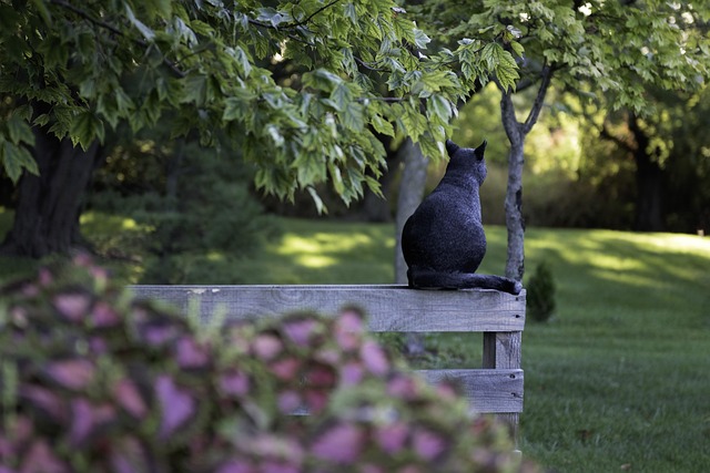 pet-sitting-640x480-76674227.jpeg