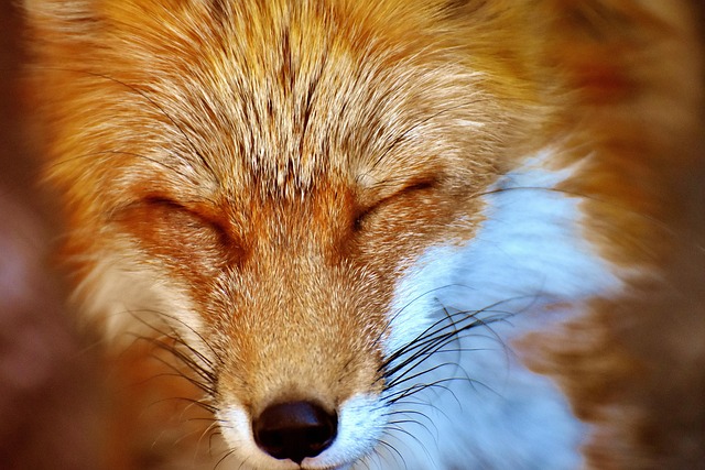 portrait-640x480-48558902.jpeg