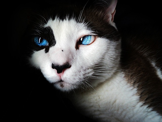 portrait-640x480-53039304.jpeg