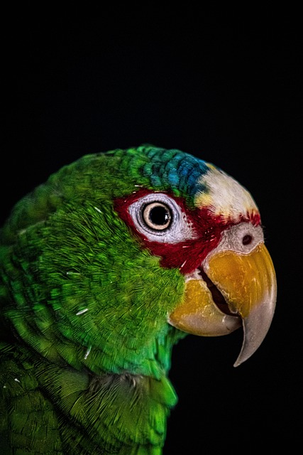 portrait