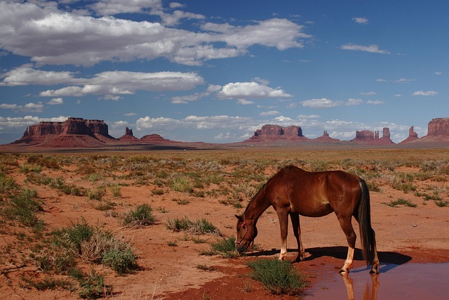 arizona