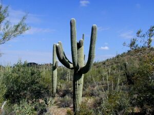 arizona-640x480-19694045.jpeg