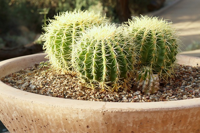 arizona