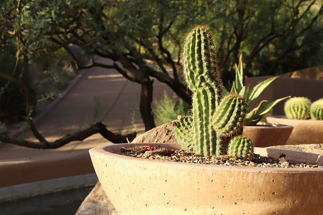 arizona