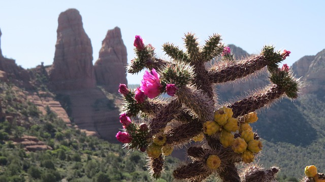 arizona