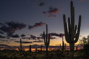 arizona-640x480-71638570.jpeg