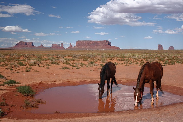 arizona