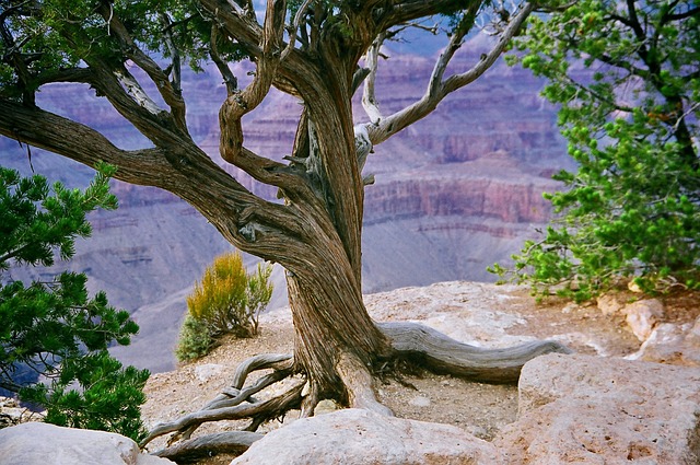 arizona-640x480-88464137.jpeg