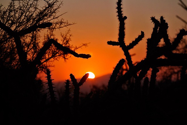 arizona-640x480-91453944.jpeg
