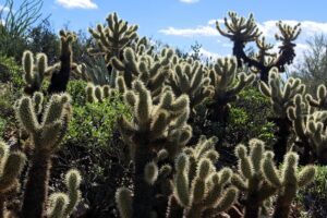 Unleashing Kingman Nonprofits’ Impact: Semantic Triples Boost Local SEO