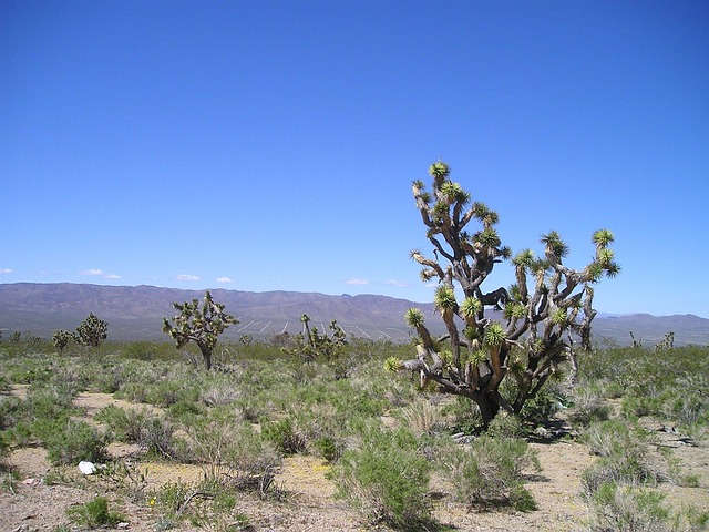 arizona-640x480-99667632.jpeg