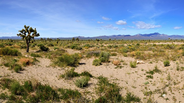 arizona landscape