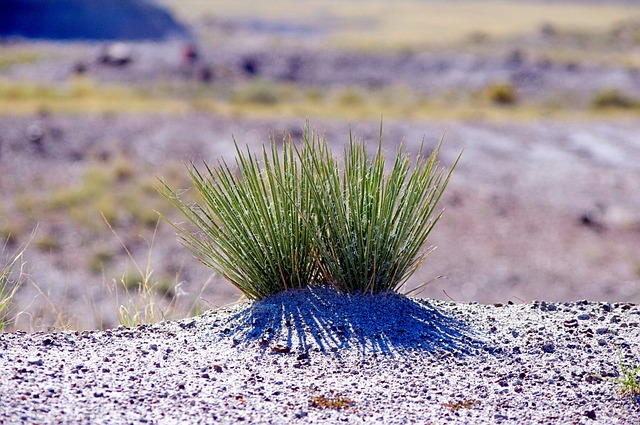 arizona landscape