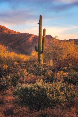 Catalina Foothills SEO: Mastering Geographic Entity Tagging for Local Digital Dominance