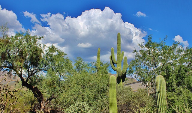 arizona landscape