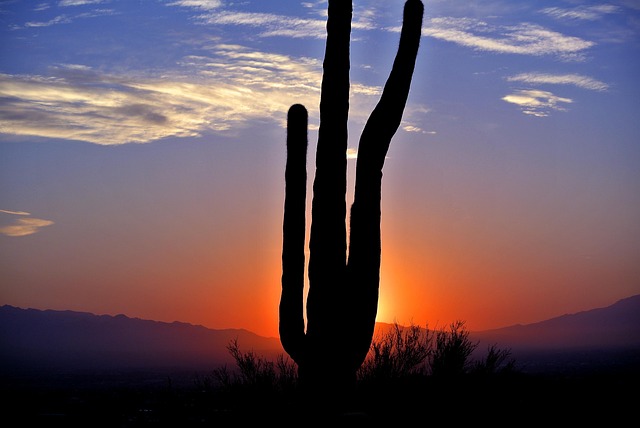 arizona landscape