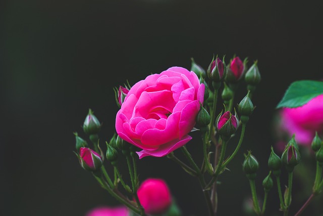 beauty