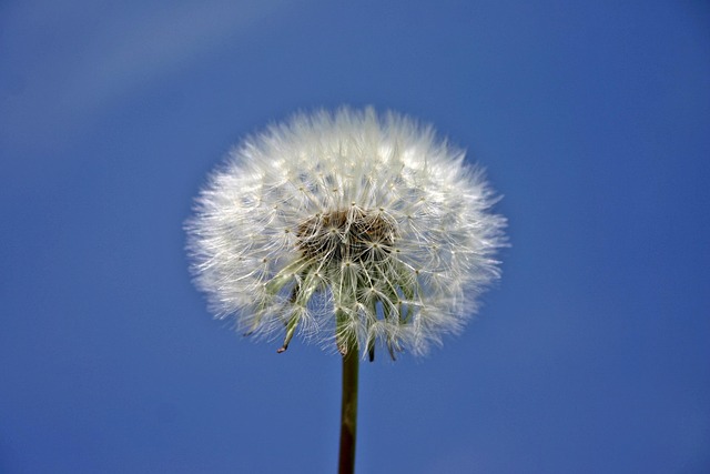 beauty-640x480-17218517.jpeg