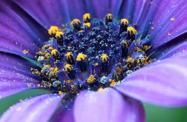 beauty-640x480-66312783.jpeg