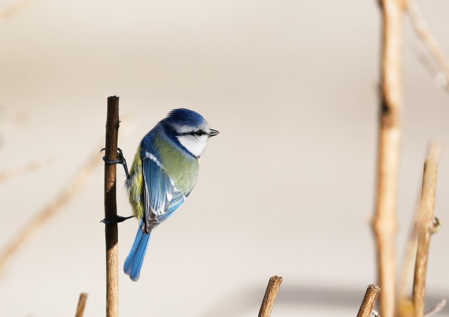blue-640x480-15767380.jpeg