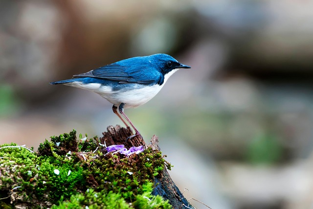 blue-640x480-30265332.jpeg