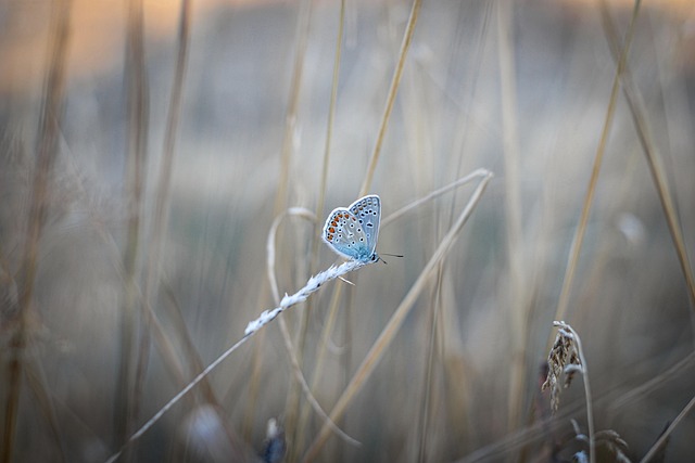 blue-640x480-33599921.jpeg
