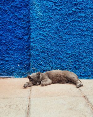 blue-640x480-65518919.jpeg