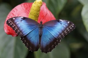 blue-640x480-81840704.jpeg
