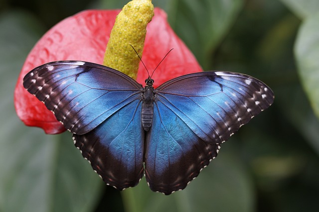 blue-640x480-81840704.jpeg