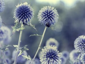 blue-640x480-98292986.jpeg
