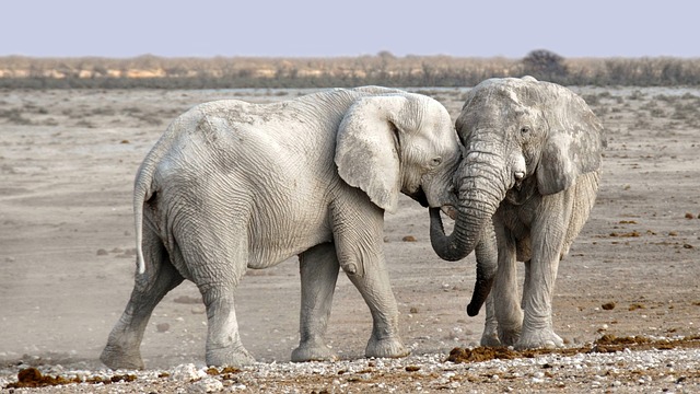desert-640x480-1074354.jpeg