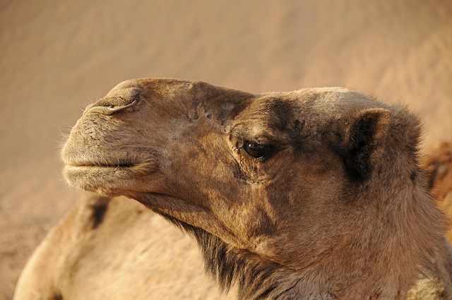 desert