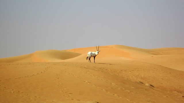 desert-640x480-26047597.jpeg