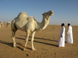 desert-640x480-45548042.jpeg