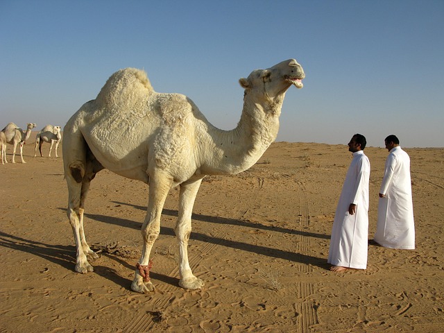 desert-640x480-45548042.jpeg