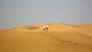 desert-640x480-63988300.jpeg