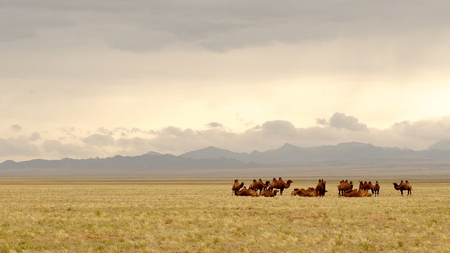 desert