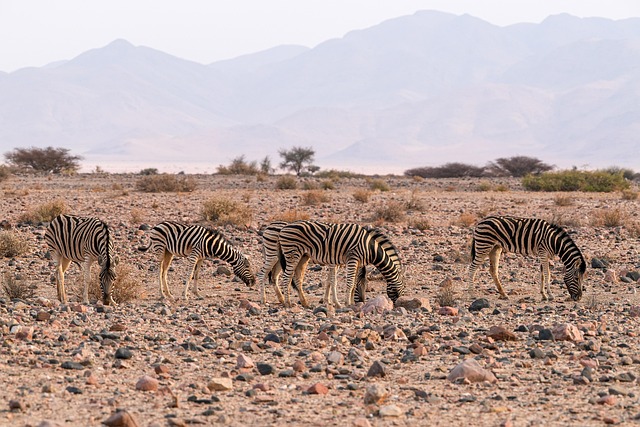 desert-landscape-640x480-13098684.jpeg
