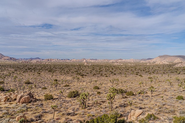 desert landscape