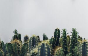 Verde Village SEO: Optimizing Mobile Engagement for Better Results